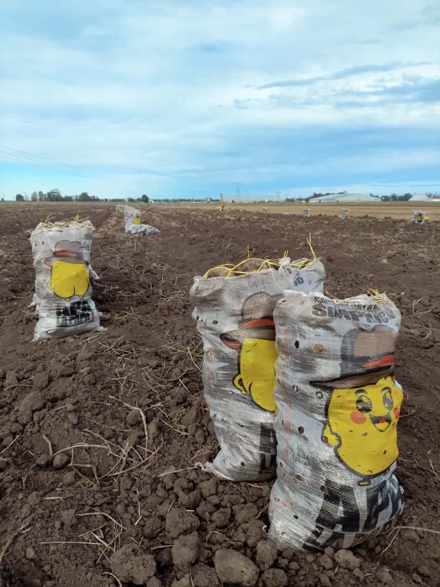 Bolsas de papa Apa la Papa paradas en el lote recién cosechado