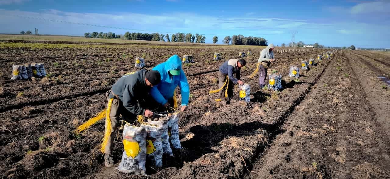 El equipo de cosecha atando bolsas de papa Apa la Papa con hilo en el lote, en Necochea