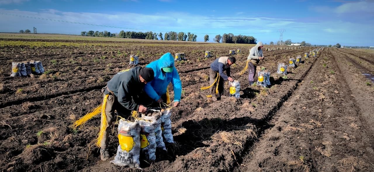 El equipo atando bolsas de 18 kg de papa Apa la Papa en el lote, con más bolsas paradas en los surcos
