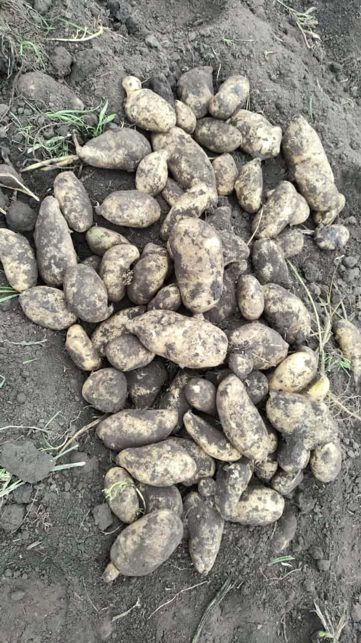 Montón de papas Spunta recién sacadas de la tierra en un lote de Necochea